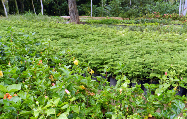 Kuzhipallam Botanical Garden